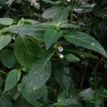 Justicia striata Hábito