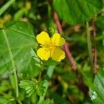 Potentilla erectaFlower