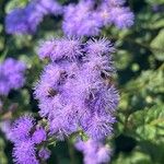 Ageratum houstonianum Virág