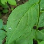 Solidago flexicaulis Blad