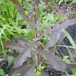 Erechtites hieraciifolius Leaf