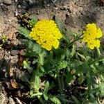 Achillea tomentosa Hábito