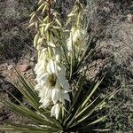 Yucca baccata Flor
