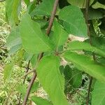 Cissus aralioides Leaf