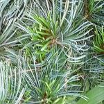 Pinus parviflora Blatt