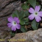 Primula allionii Habit