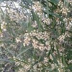 Phillyrea angustifolia Blüte