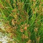 Juncus effususFloro