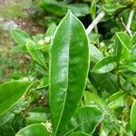 Pittosporum senacia Leht