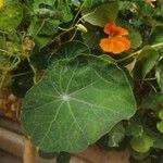 Tropaeolum minus Leaf