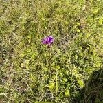 Campanula glomerataFlor