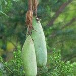 Passiflora tripartita Fruit