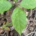 Asclepias quadrifolia Leaf