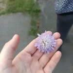 Knautia integrifolia Flower