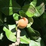 Garcinia livingstonei Fruit