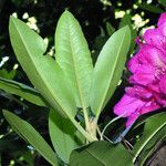 Rhododendron catawbiense Лист