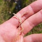 Festuca gautieri Fruit