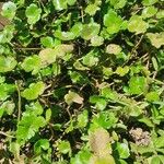 Hydrocotyle ranunculoides Leaf