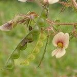 Aeschynomene americana Fruit