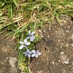 Lobelia pedunculata Flower