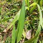 Axonopus compressus Leaf