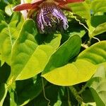 Passiflora quadrangularis 葉