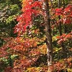 Oxydendrum arboreumΦύλλο