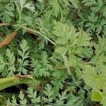 Dicentra formosa Hoja