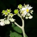 Solanum hazenii Flower