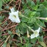 Petunia axillaris Blomst