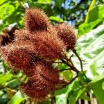 Bixa orellana Fruit