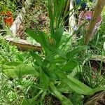 Calendula officinalisLevél