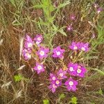 Zeltnera venusta Flower