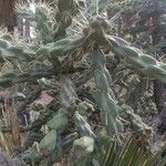 Cylindropuntia imbricata Lapas