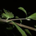 Azara lanceolata Blatt