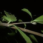 Azara lanceolata Leaf