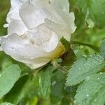Rosa arvensis Квітка