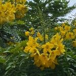 Cassia leptophylla 花