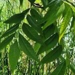 Carya illinoinensis Folha