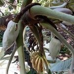 Cecropia peltata Floare