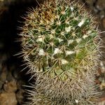 Mammillaria voburnensis Habit