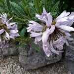 Berkheya purpurea Blomma