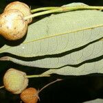 Mabea occidentalis Fruto