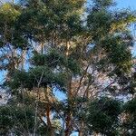 Acacia koa Hoja