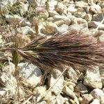 Bromus rubens Folha