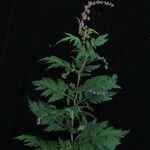Artemisia incisa Pokrój