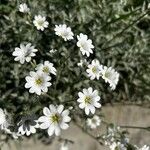 Cerastium tomentosumBlomma