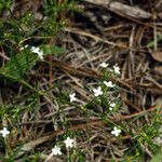 Polypremum procumbens عادت