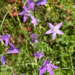 Campanula patula Flower