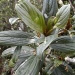 Coronanthera squamata